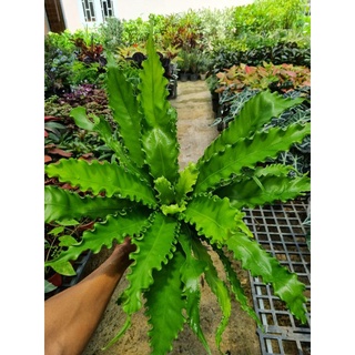 cây dương xỉ rồng