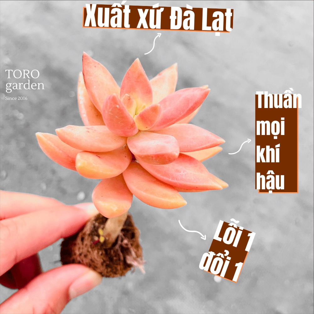Sen đá đá đỏ cổ thụ Đà Lạt size mini cây cảnh trang trí nhà cửa Toro garden