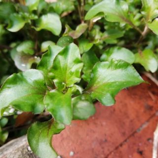 Cây giống cải xà lách xoong nhật