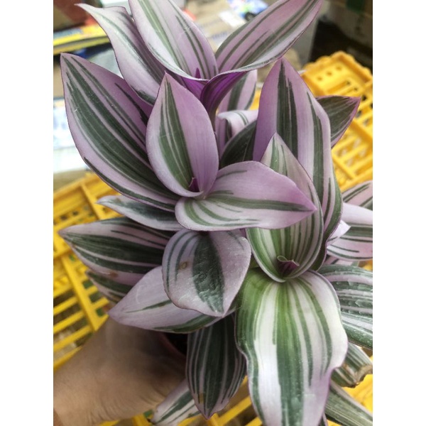 Cây Thài Lài Hồng 🌸  Xuất Xứ Đà Lạt, Lỗi 1 Đổi 1