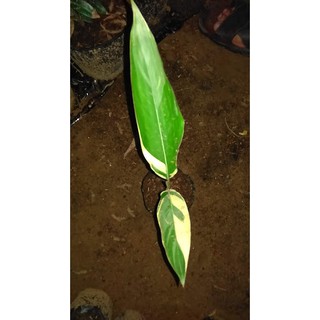 Cây hoa mỏ két lá cẩm thạch 0