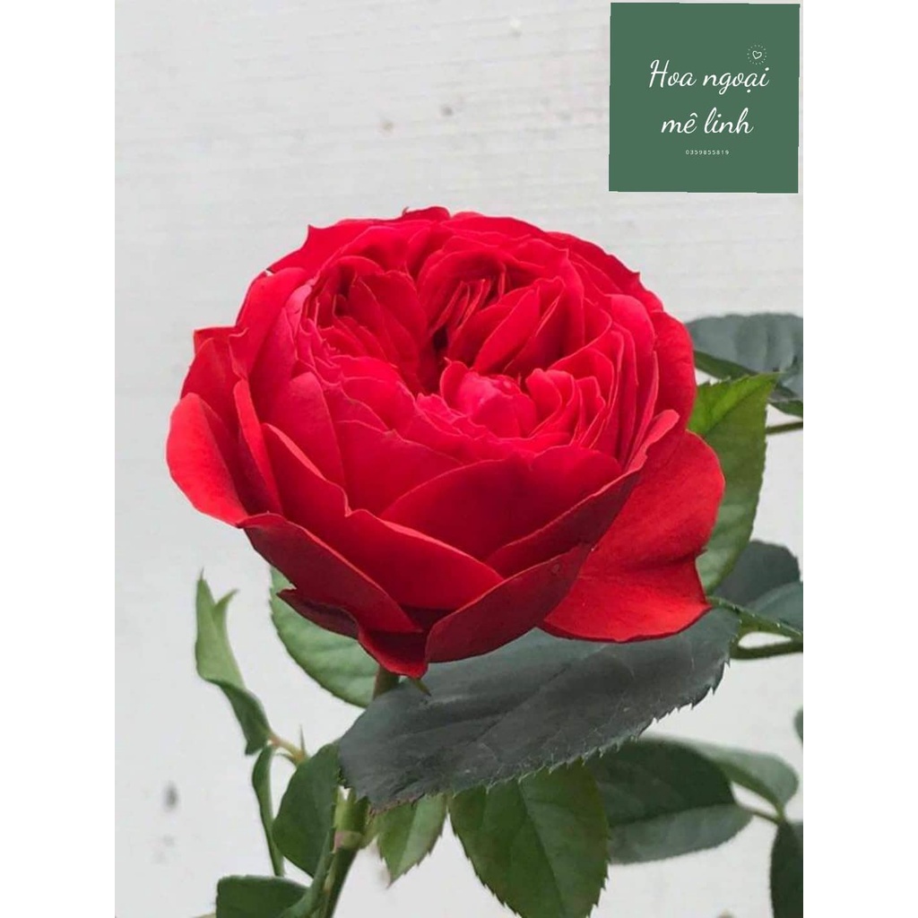 Hoa hồng ngoại red apple sắc đỏ tươi siêu đẹp-Hoangoaimelinh