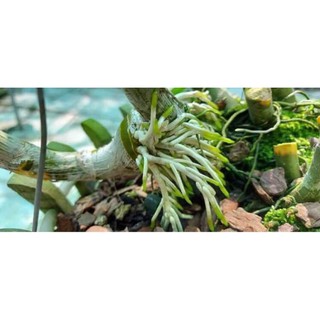 SIÊU RA RỄ BIO ROOT [50ml]