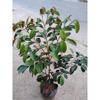 Cây giống vú sữa lò rèn.