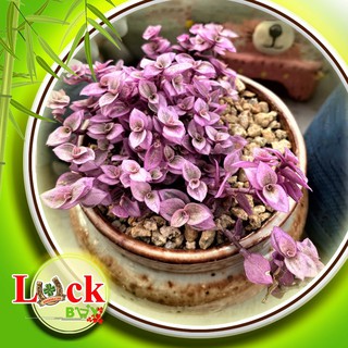 3 Cây Pink Lady ‘Violet’