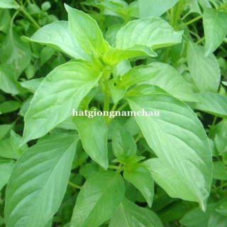 2GR - HẠT GIỐNG HÚNG TRẮNG ( RAU THƠM SẢ) ĐÀ LẠT
