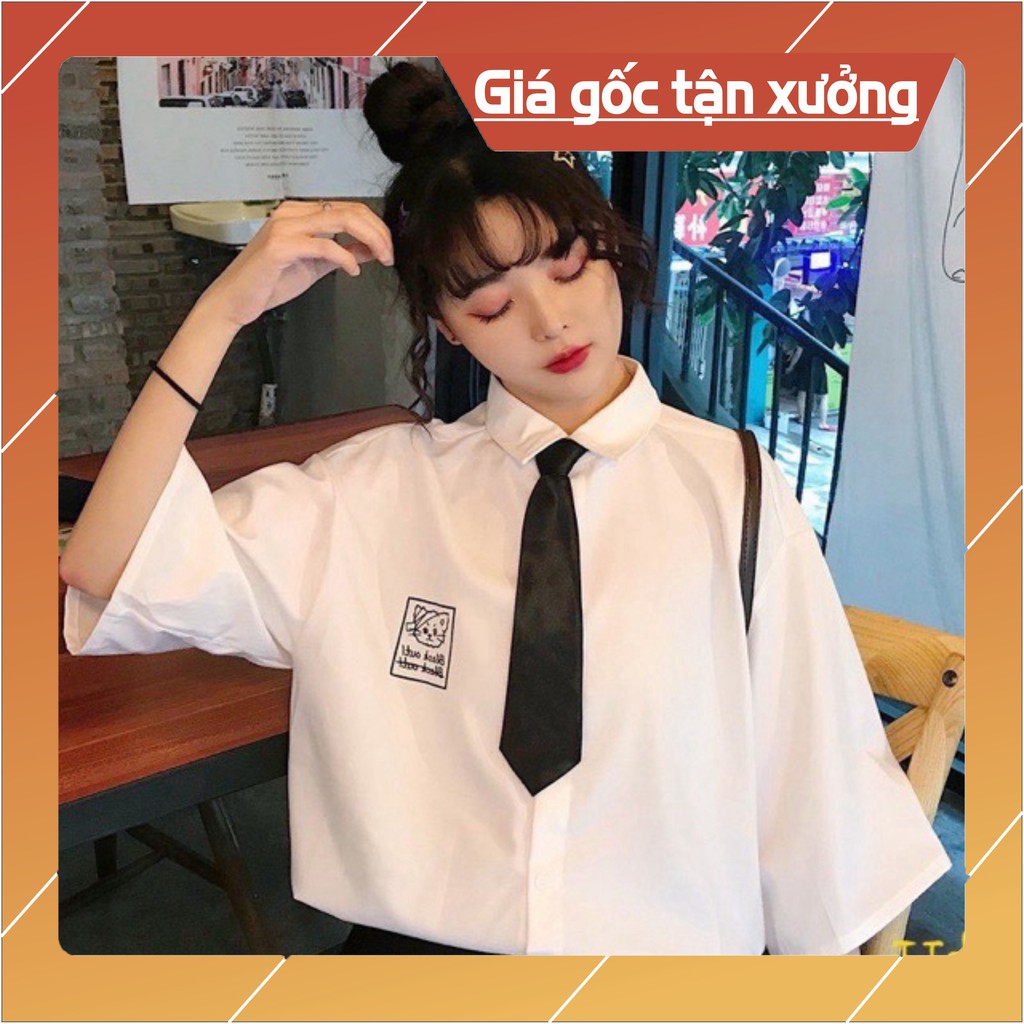 Áo sơ mi mèo băng đầu HT12