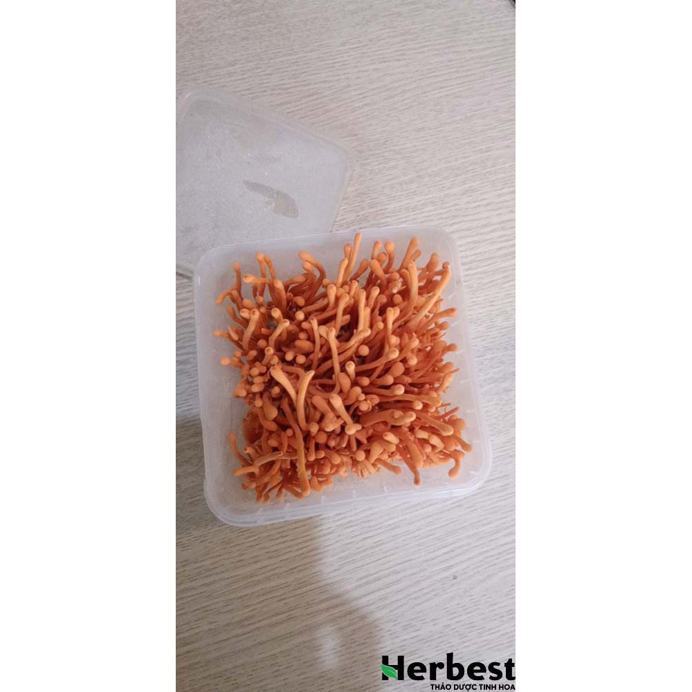 Đông Trùng Hạ Thảo Tươi | BigBuy360 - bigbuy360.vn