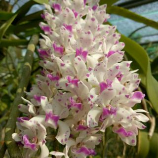 hoa phong lan nghinh xuân giống