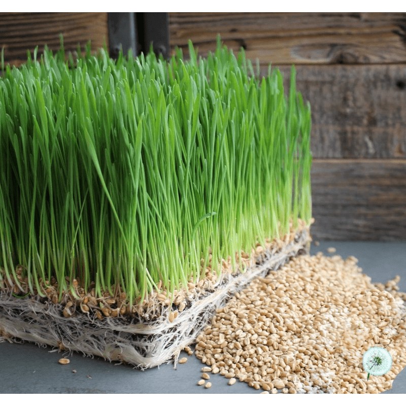 Hạt giống cỏ mèo gói 10g catnip, lúa mạch hỗ trợ tiêu búi lông - Long Vũ Pet Food