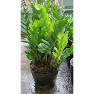 Kim Phát Tài Size Lớn (kim tien)