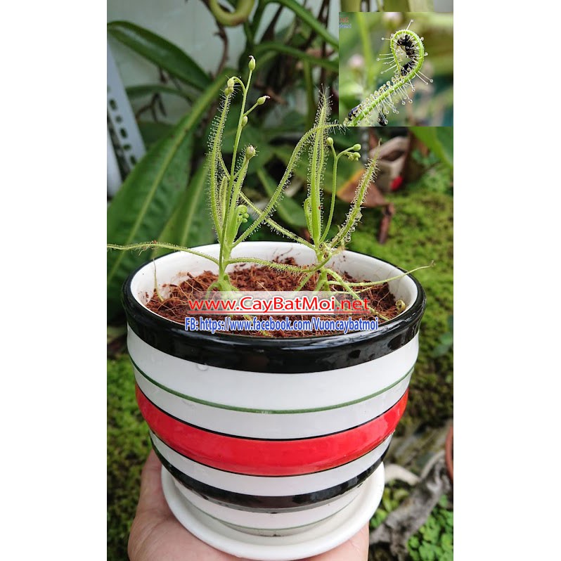 Hạt Giống Cây gọng vó Drosera Indica Serpens hoa tím Việt Nam