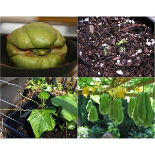 Cây giống quả su su