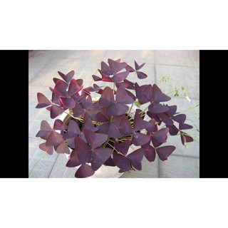 Củ hoa bướm đêm ( 5 củ )
