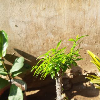 Mai chiếu thủy HÒN NON BỘ mini