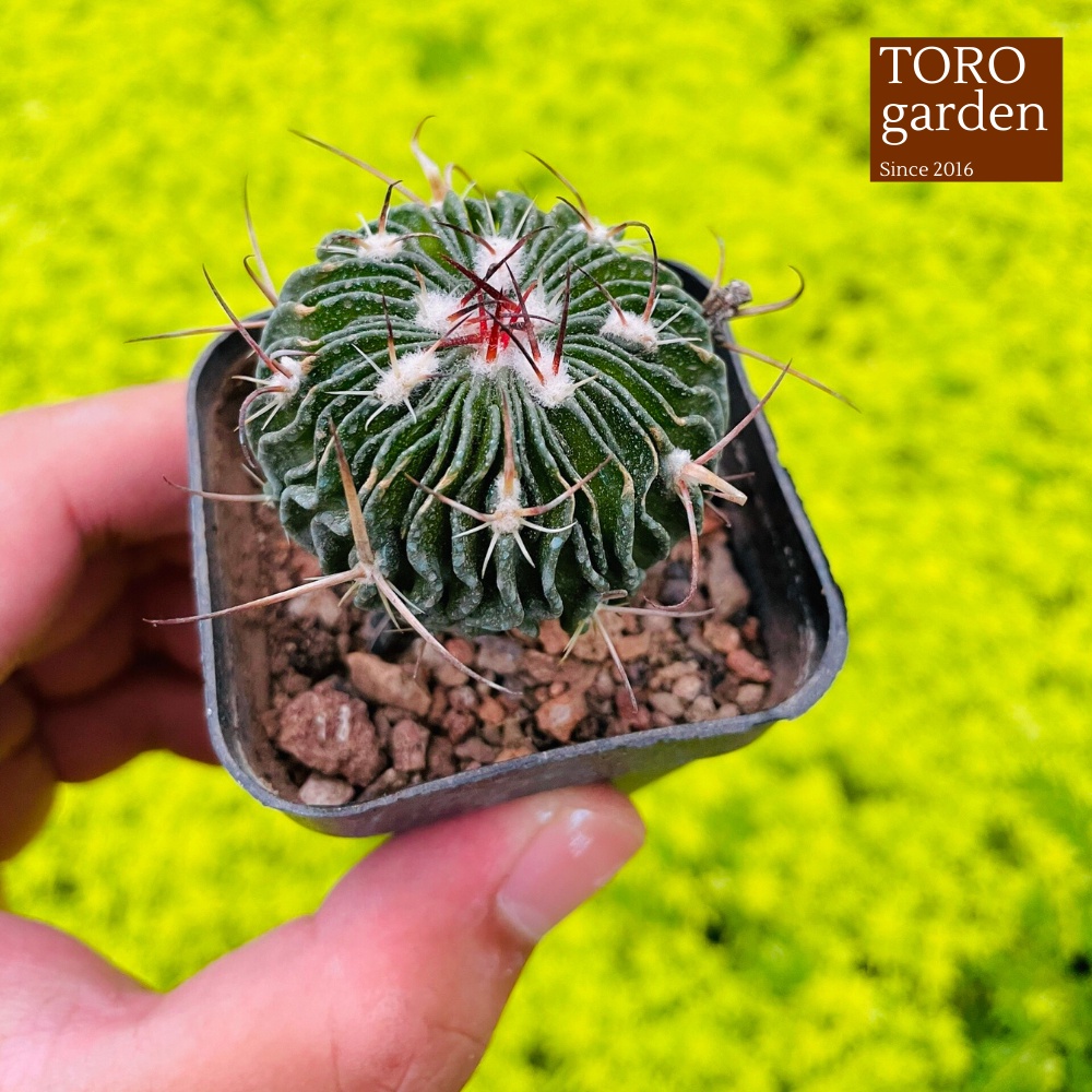Xương rồng trúc ngọc Đà Lạt size bé cây cảnh trang trí nhà cửa Toro garden