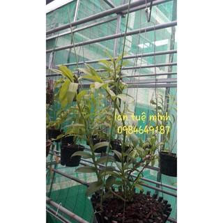 [Giá sỉ] 1kg que bọc nhựa để cắm lan làm hoa