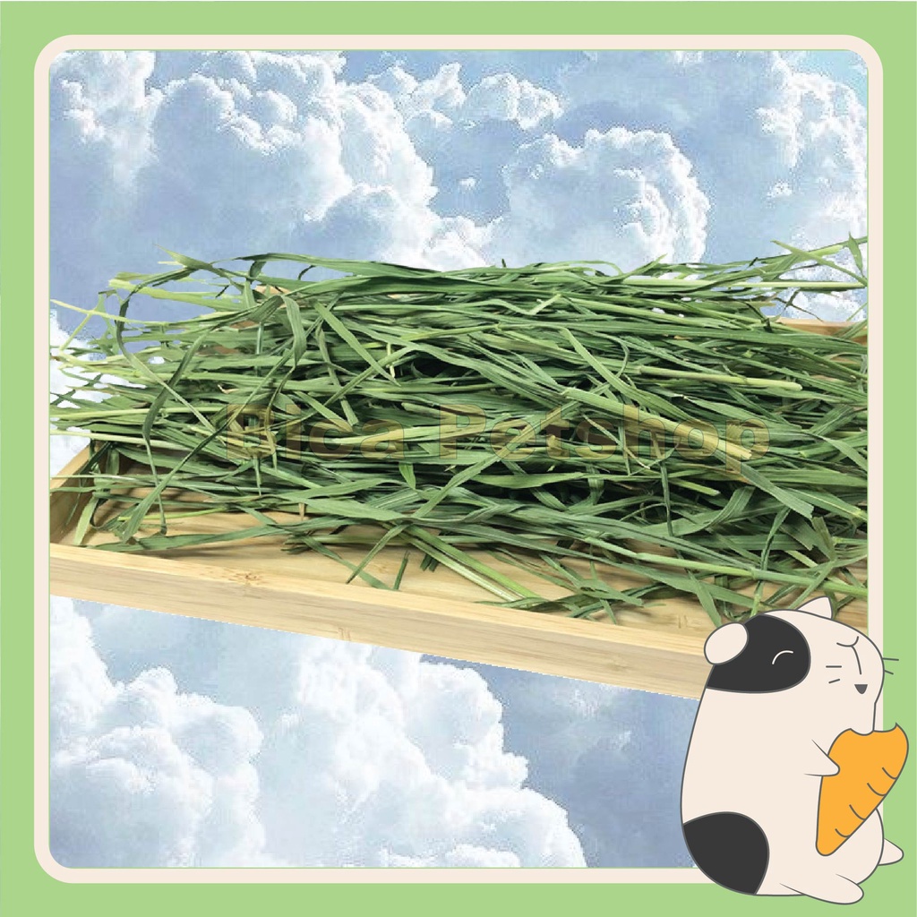 Cỏ khô lúa mì 250g cho thỏ, chuột lang, chinchilla,...