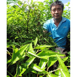 Gối lá đinh lăng chống mồ hôi cho bé