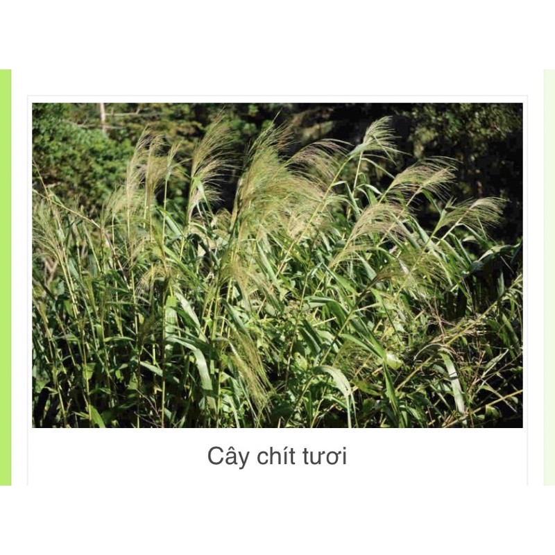 100 cây sâu chít tươi - HÀNG ĐẢM BẢO CHẤT LƯỢNG 100% - DƯỢC LIỆU HÀ HOÀNG