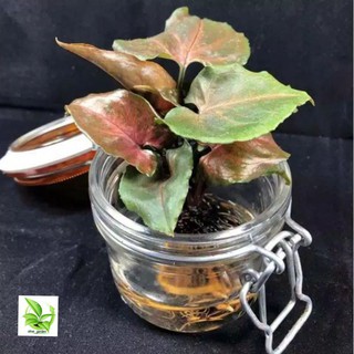 Syngonium Maria Alusio