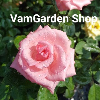 Hoa hồng Sen VamGarden Shop. Đảm bảo chuẩn giống, sai cây, nhầm cây đền bù 100%