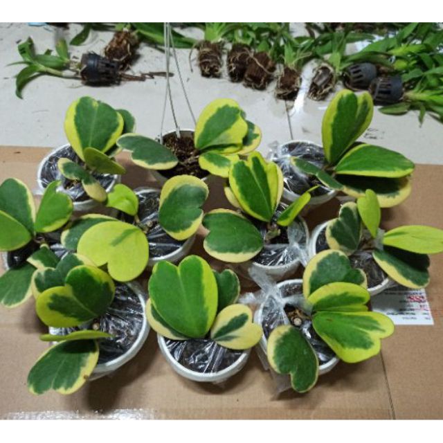 Lan cẩm cù tim lá biên- hàng mới về