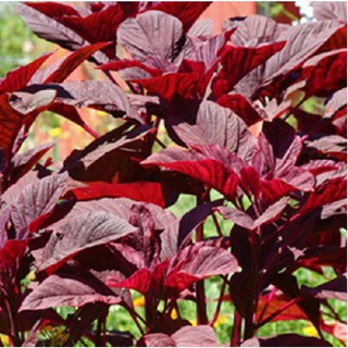 HẠT GIỐNG RAU DỀN ĐỎ LÁ LIỄU 20gr - HGM