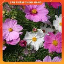 HẠT GIỐNG CÚC SAO NHÁI NHIỀU MÀU GÓI 100 HẠT