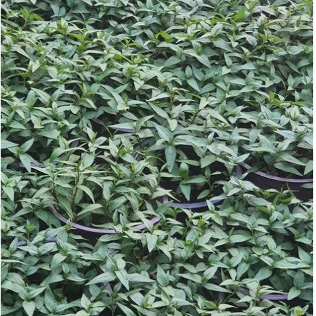 Rau chậu Rau răm TACY'S GARDEN 100% rau sạch nhà vườn trồng