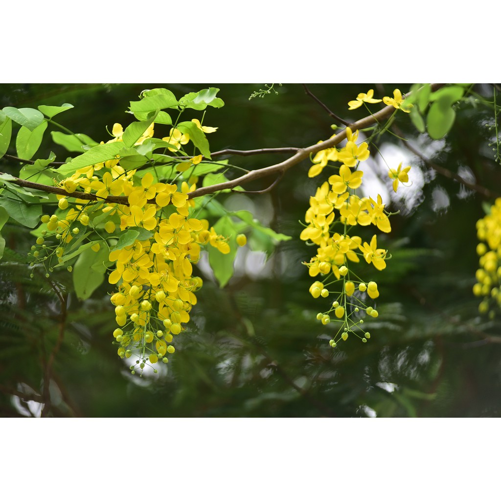 Cây giống muồng hoàng yến, cây Osaka vàng trồng bóng mát cho hoa màu vàng đẹp - phân phối bởi NÔNG TRẠI TẠI GIA