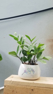 Chậu gốm bát tràng