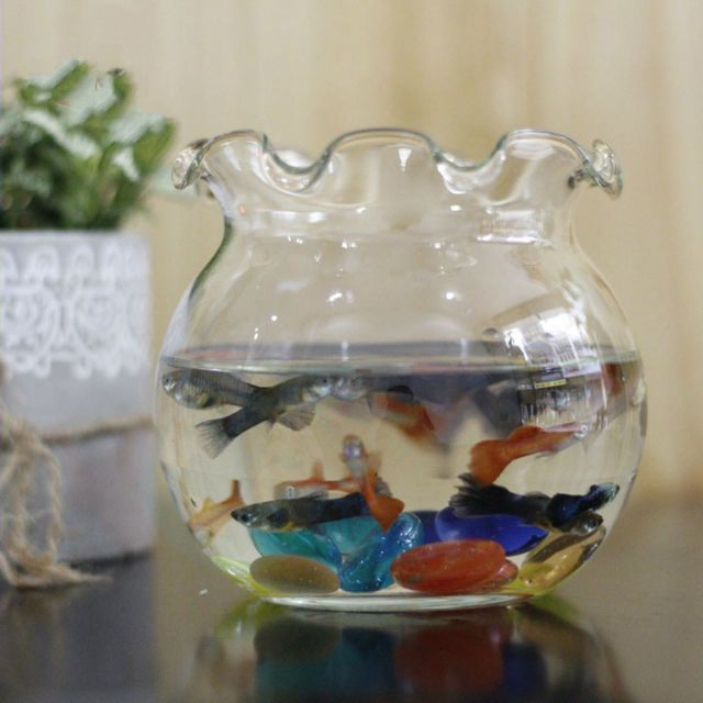 Hồ cá, bể cá bèo, chậu cây thủy sinh B11
