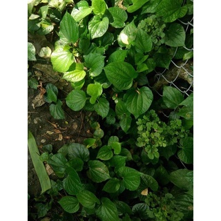 Lá Lốt Tươi 30k/500gr