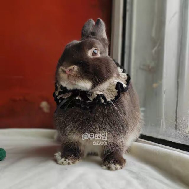 Yến len dành cho thỏ, mèo, cún...