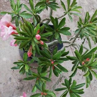 Cây sứ kỳ duyên ....siêu hoa