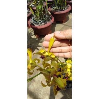 HOA LAN NẮNG SING LAI THỎ