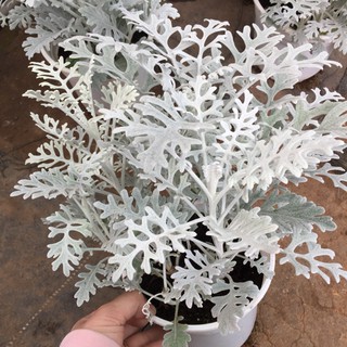 100 Hạt Giống Cúc Lá Bạc Cây Ren Bạc - HÀNG CÔNG TY