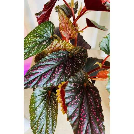 Chậu cứng Begonia Benigo pink