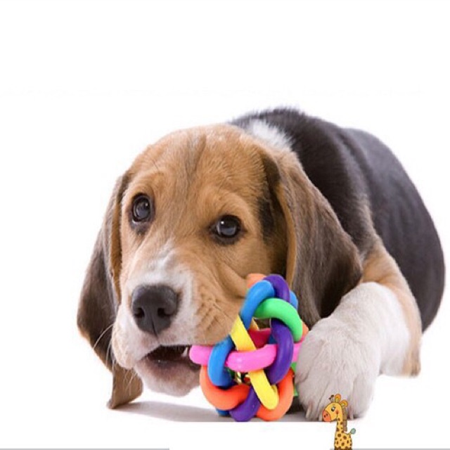 Bóng bảy màu cho chó mèo