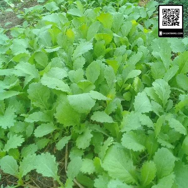 1KG Hạt giống Cải Mèo