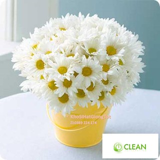 Gói 50 Hạt Giống Hoa Cúc Chi Trắng - 60cm Shasta (Chrysanthemum)