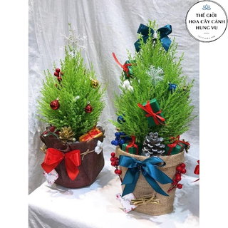 Cây tùng thơm cao 50-60 cm kèm trang trí noel .