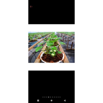 VIÊN NÉN XƠ DỪA- ĐẤT NÉN HỮI CƠ MỤN DỪA 0.5KG