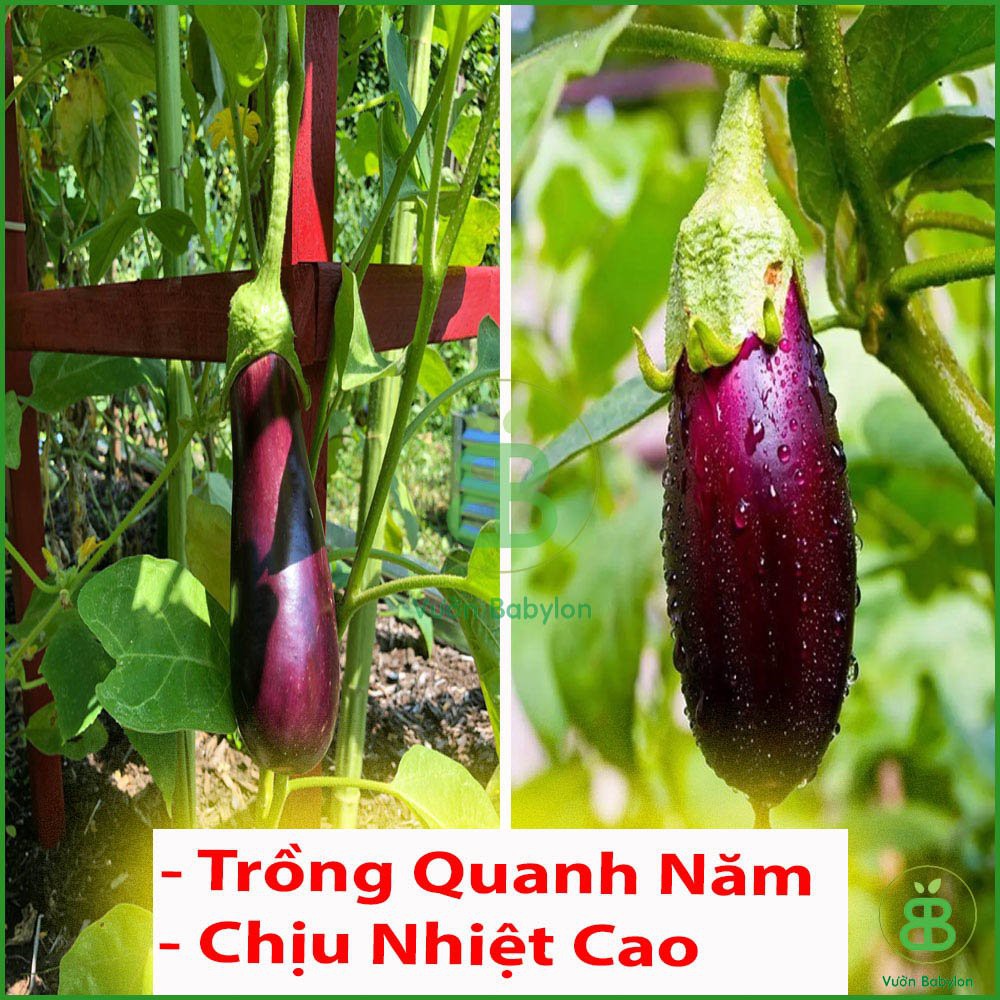 Hạt Giống Cà Tím Dài Cao Sản 0,2Gr Siêu Trái