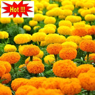 Hạt giống hoa Vạn thọ mỹ mix (50 hạt)