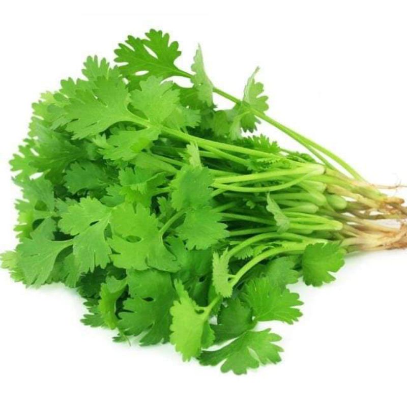 Hạt giống ngò rí ta  trồng quanh năm