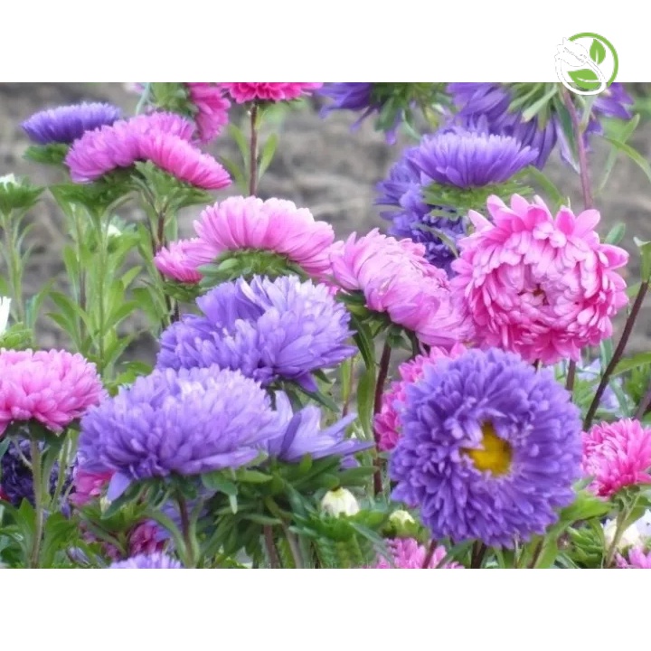 Hạt Giống Hoa Cúc Đài Loan Mix PN-18 - Gói 500mg - Callistephus Milady Mix