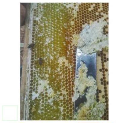 Mật ong bạc hà nguyên chất 1 lit