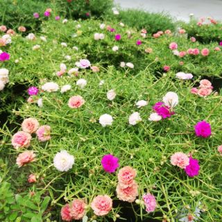 Cây giống hoa mười giờ mix 10 màu tại tp hcm - 1kg 50k
